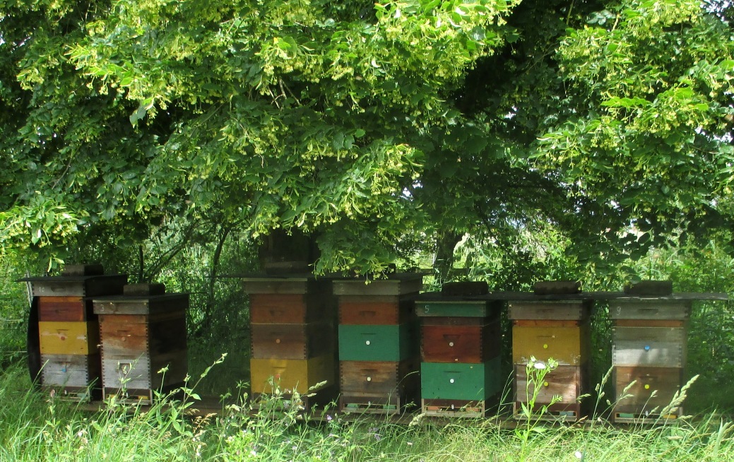 Wir sind Kuhardt Bienenlehrpfad Kulturkreis Kuhardt